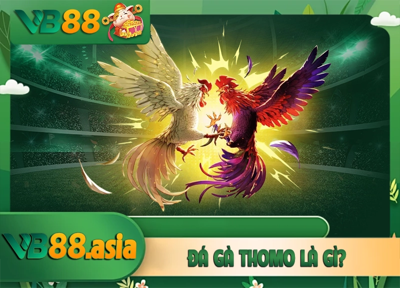 Đá Gà Thomo Là Gì